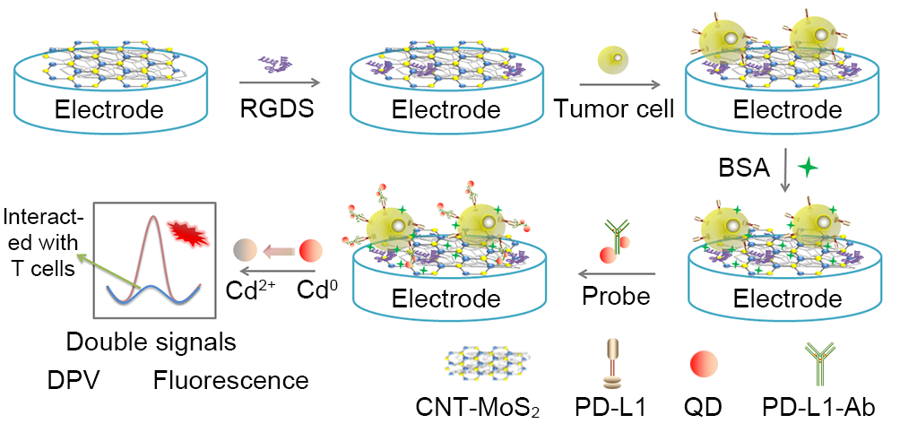 用于检测肿瘤免疫治疗效果的生物传感器(图1)