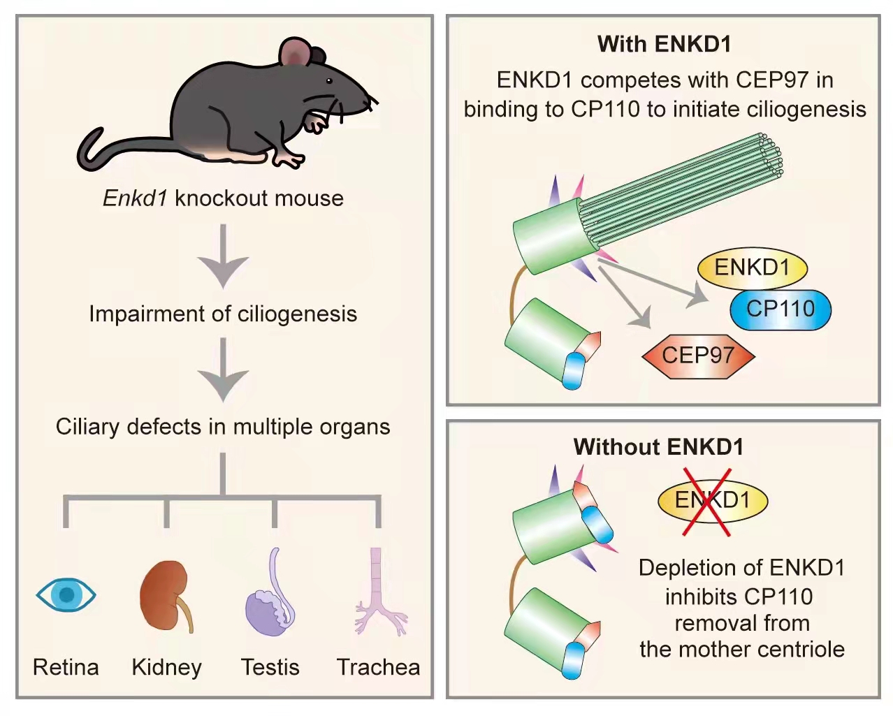 ENKD1通过调控母中心粒上CP110的移除来促进纤毛形成(图1)